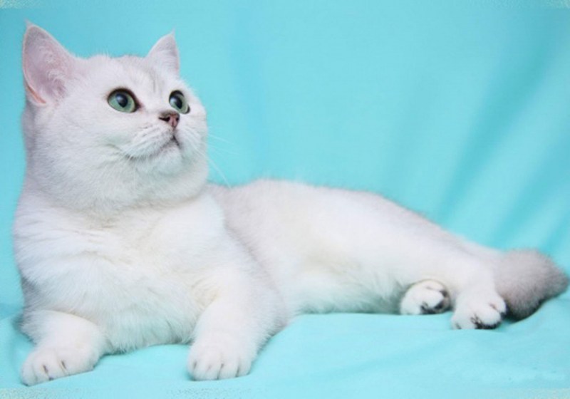 Британский прямоухий кот белый