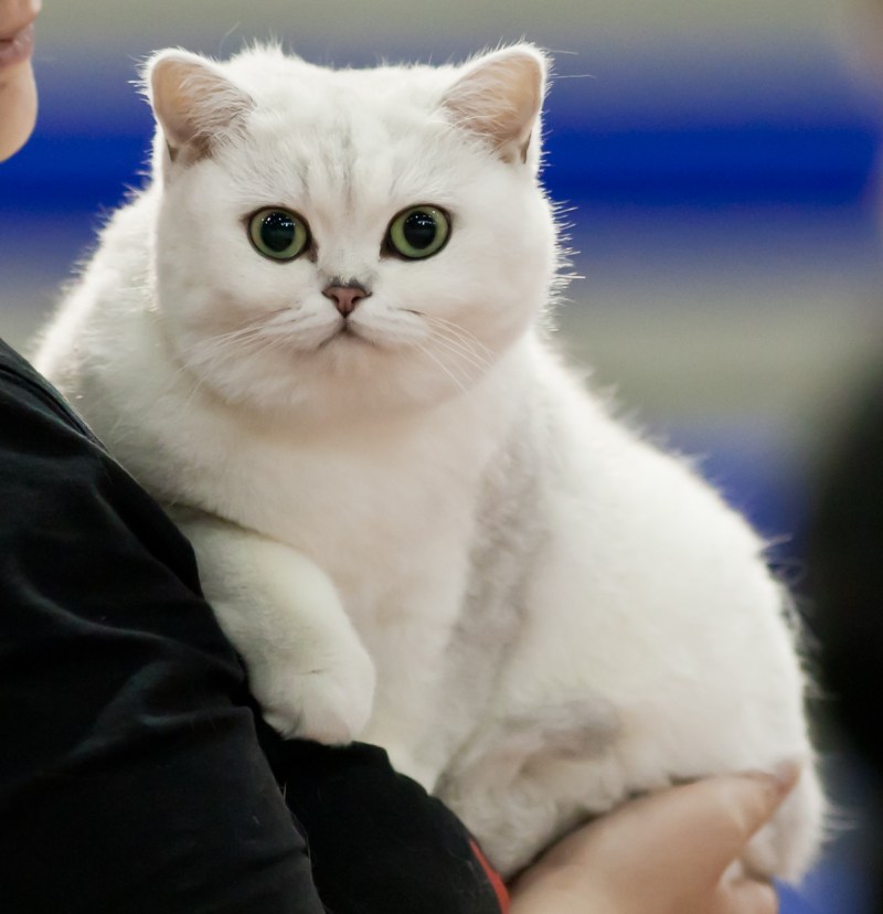 Котята британцы белые