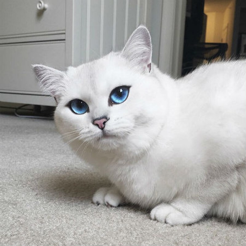 Белая британка котенок