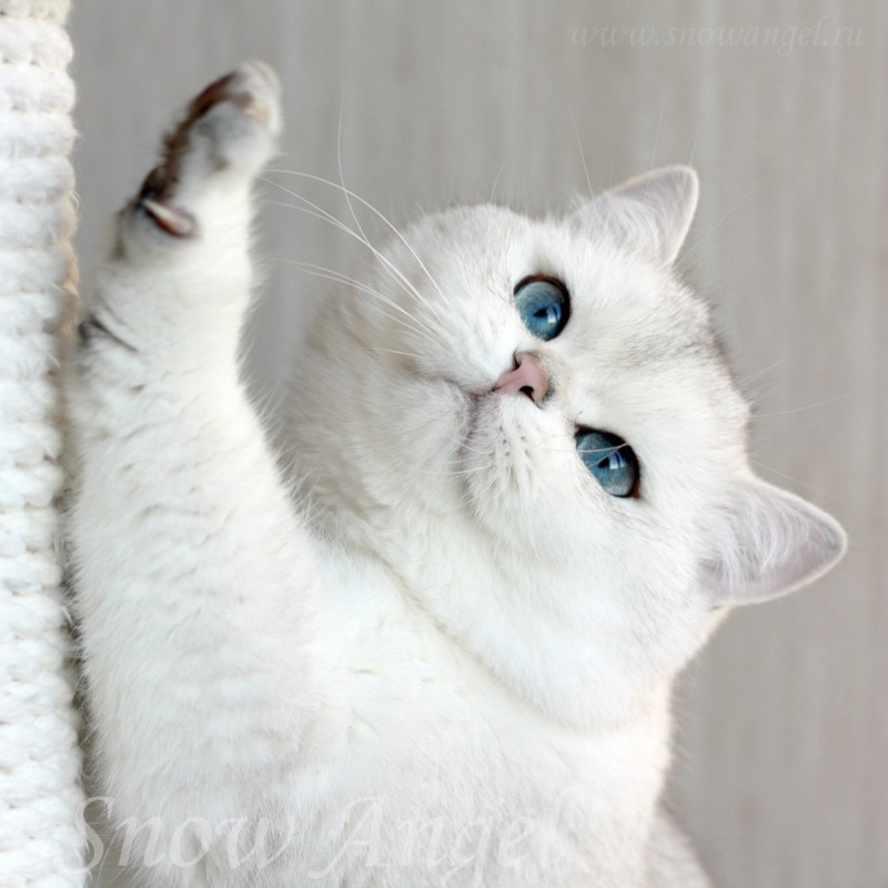 Британская короткошёрстная шиншилла