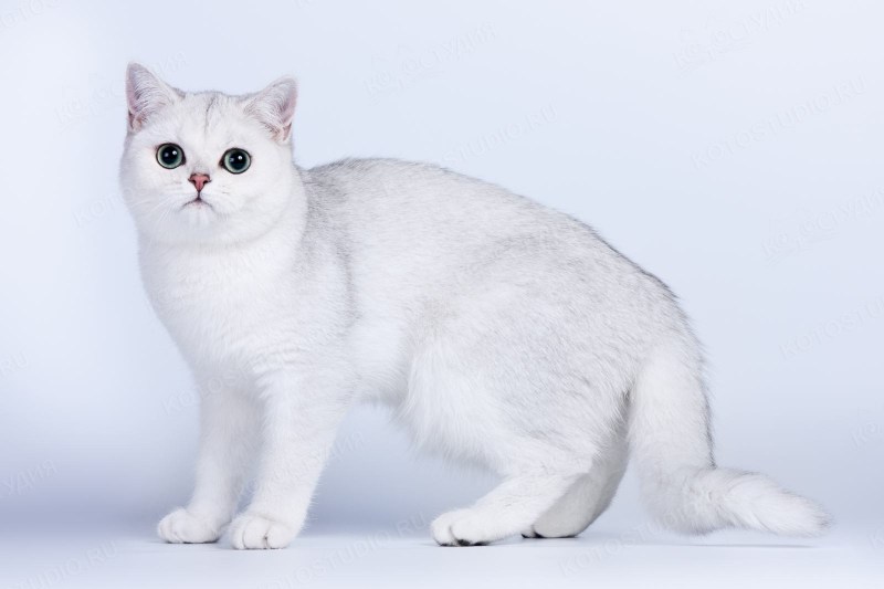 Кот британец белый