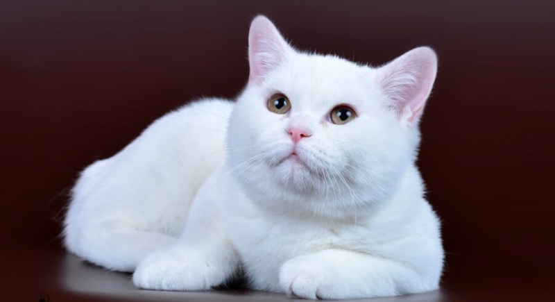 Белый котенок короткошерстный британец