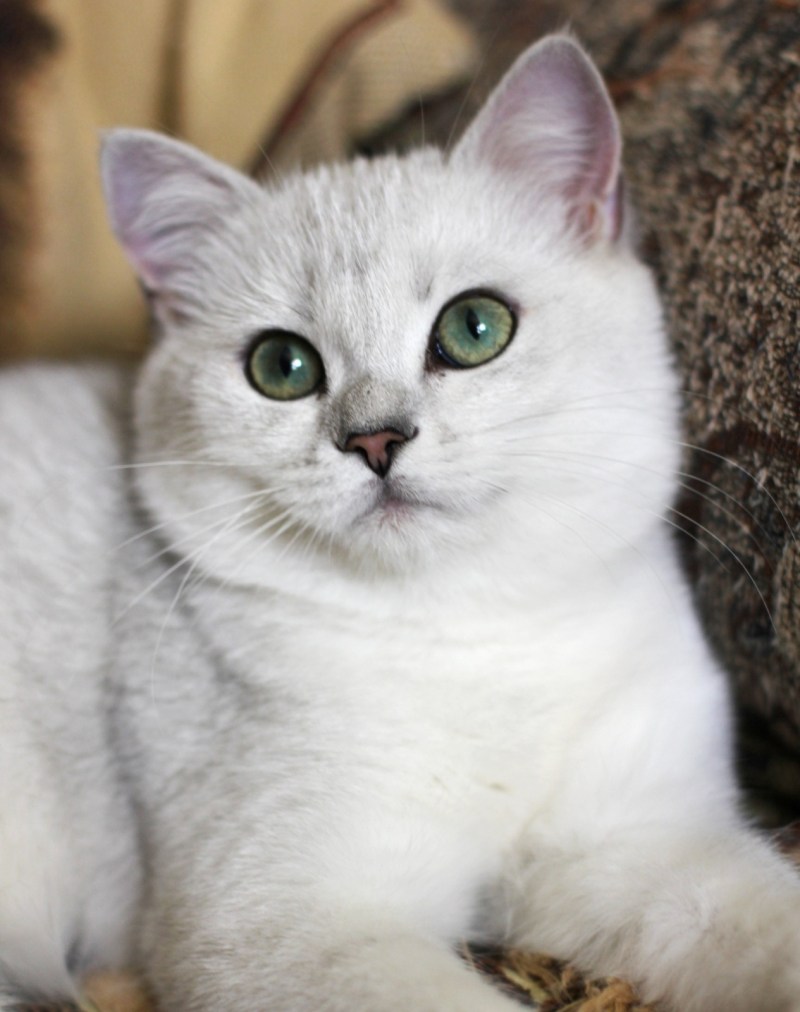 Котята британцы белые