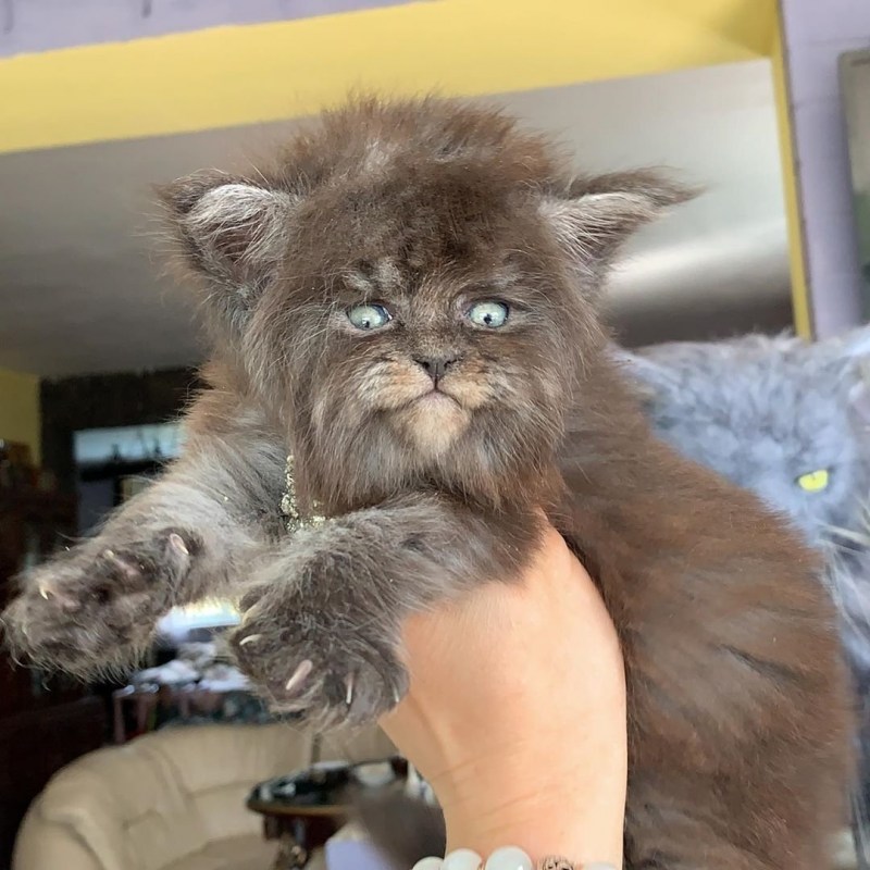 Кошка Мейн кун Валькирия