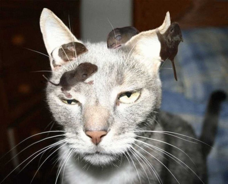 Коты с человеческим лицом