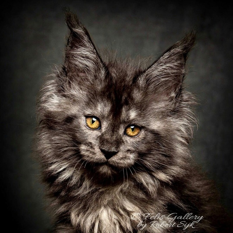 Кошка сфинкс с ресницами