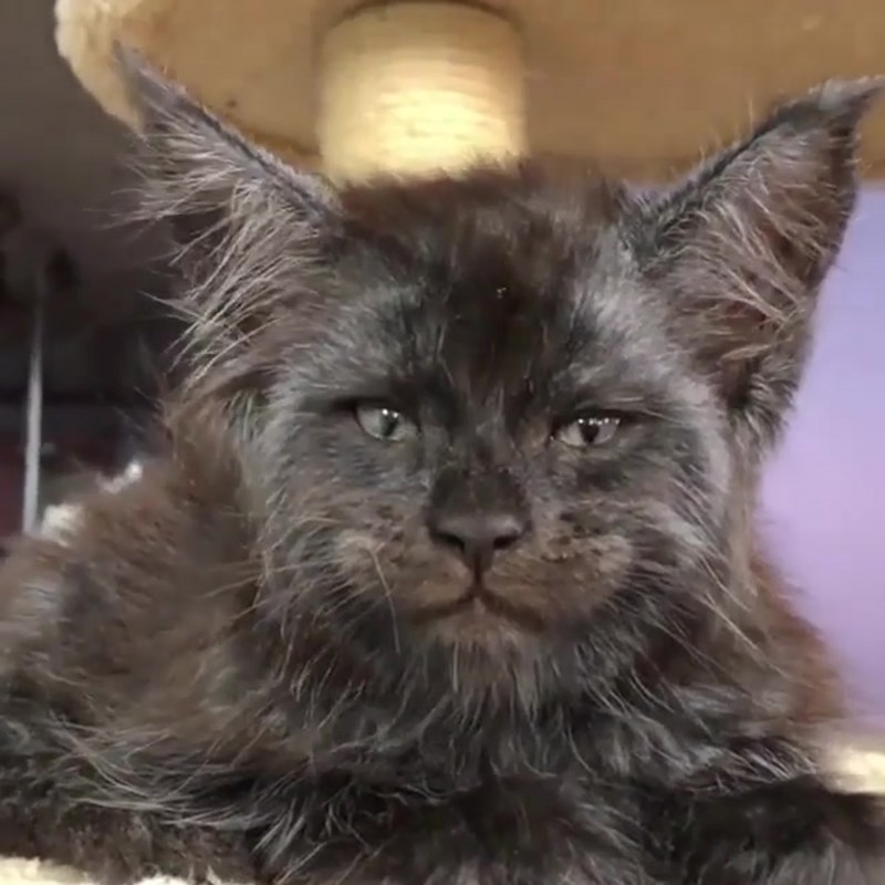 Кошка Мейн кун Валькирия