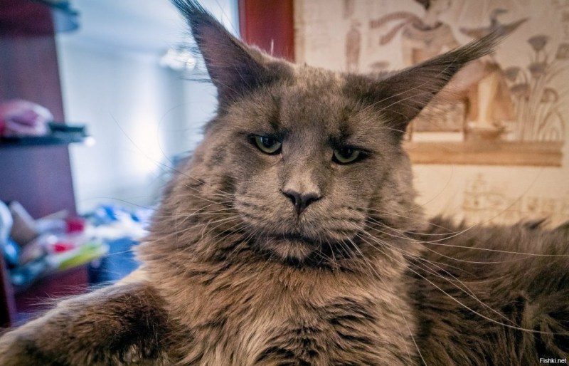 Девушка с кошачьей мордой