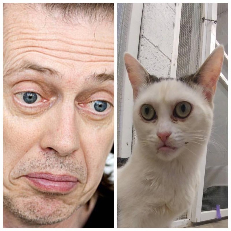 Кот даун