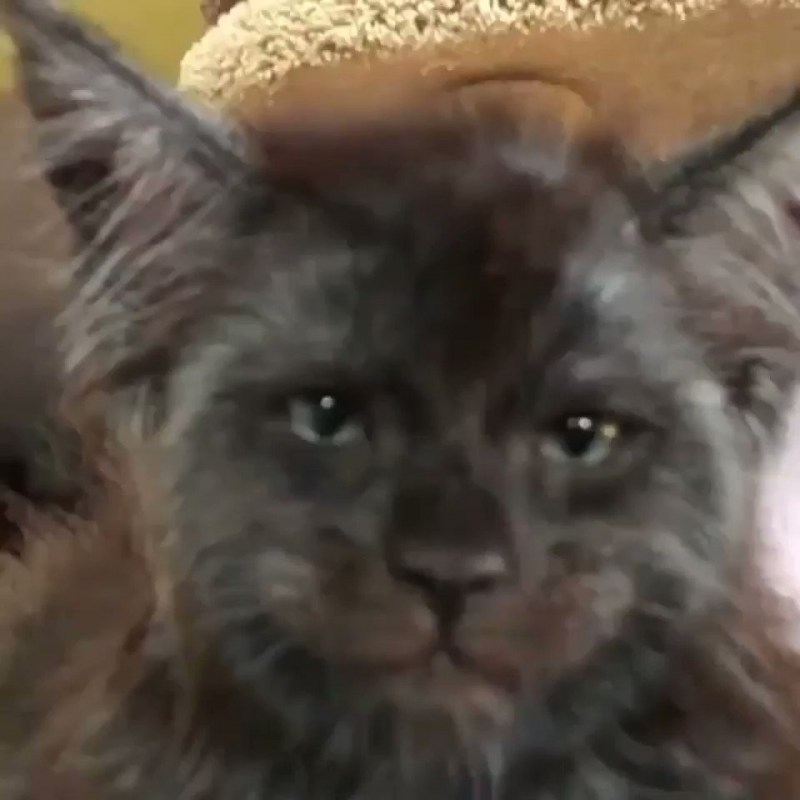 Кошка Мейн кун Валькирия