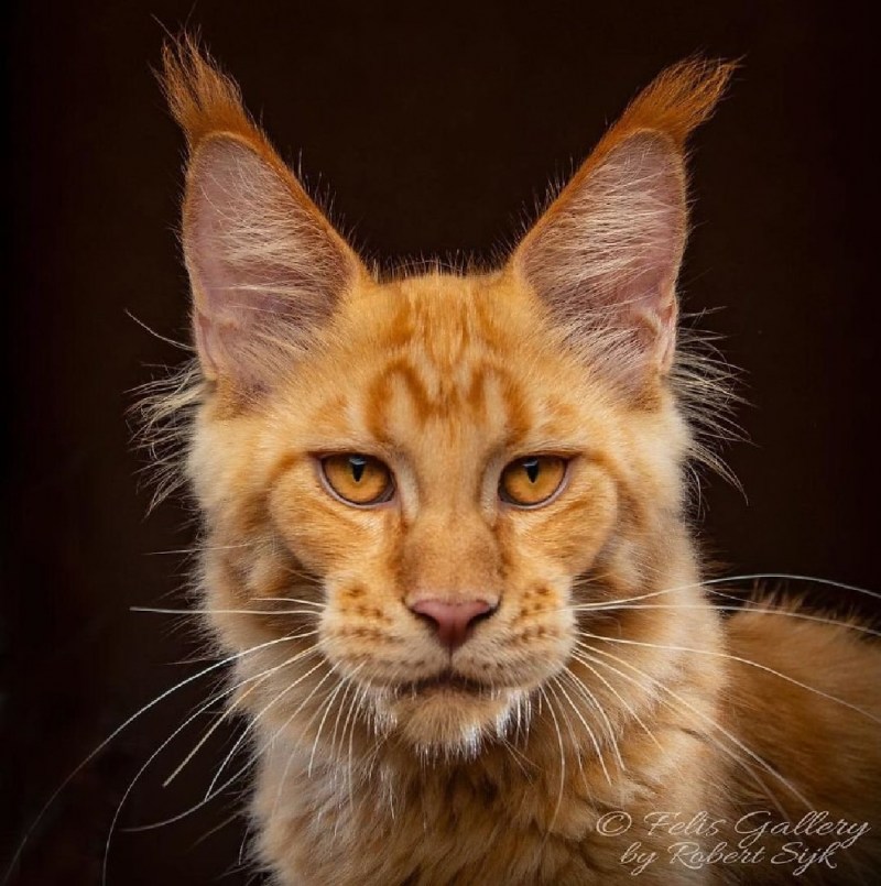 Человек с глазами кошки