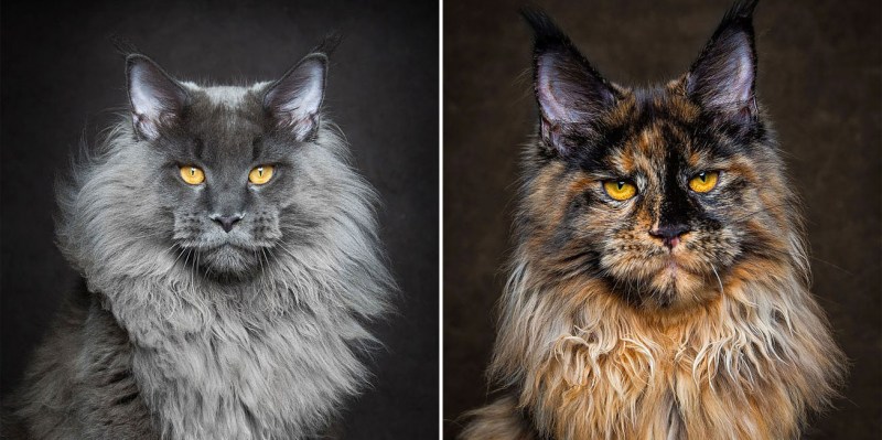 Кошка Мейн кун
