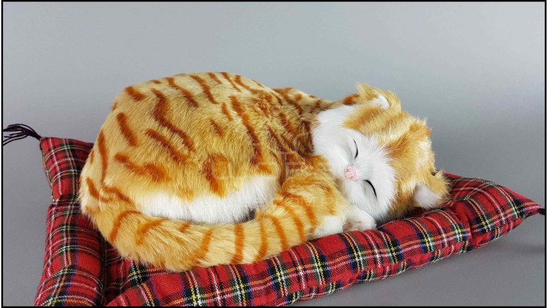 Спящий котик