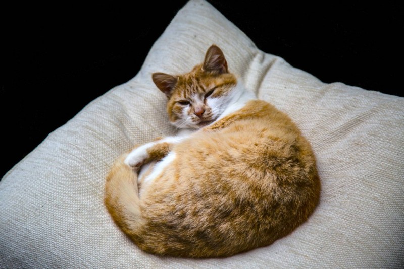 Кот лежит на подушке