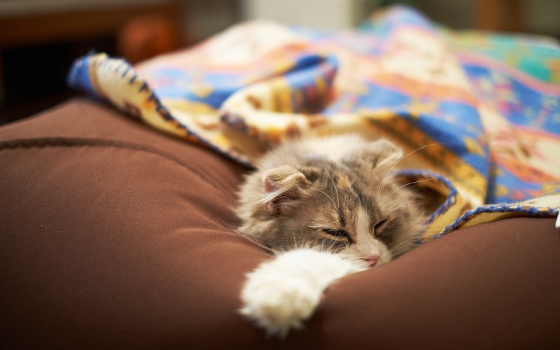 Кот лежит на подушке
