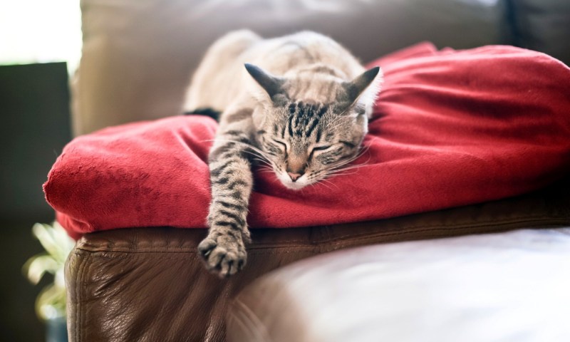 Диван кошка