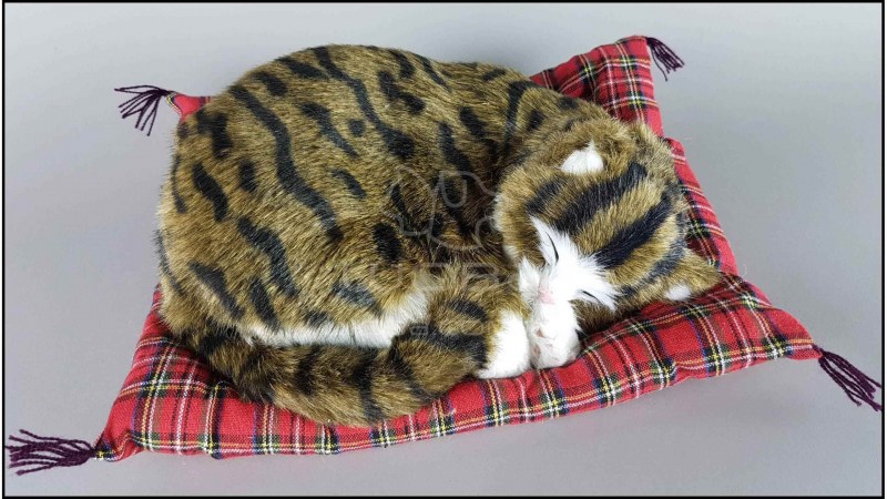 Кошка спит на подушке