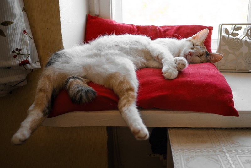 Кошка лежит на подушке