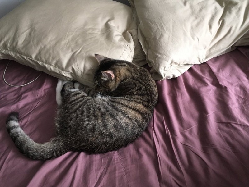 Котик спит на подушке