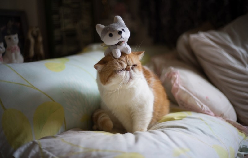 Спокойный кот