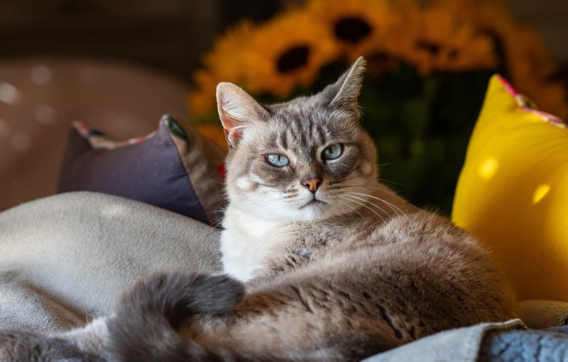 Кошка лежит