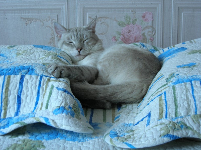 Кот лежит на подушке
