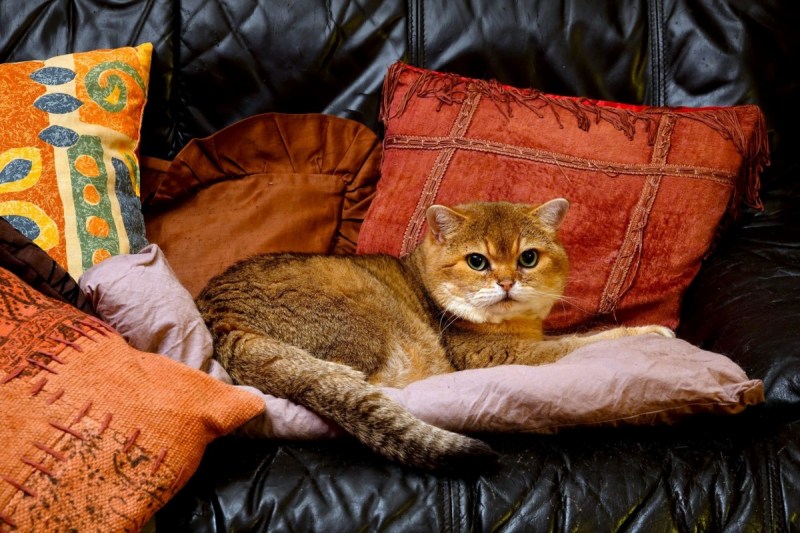 Кот лежит на подушке