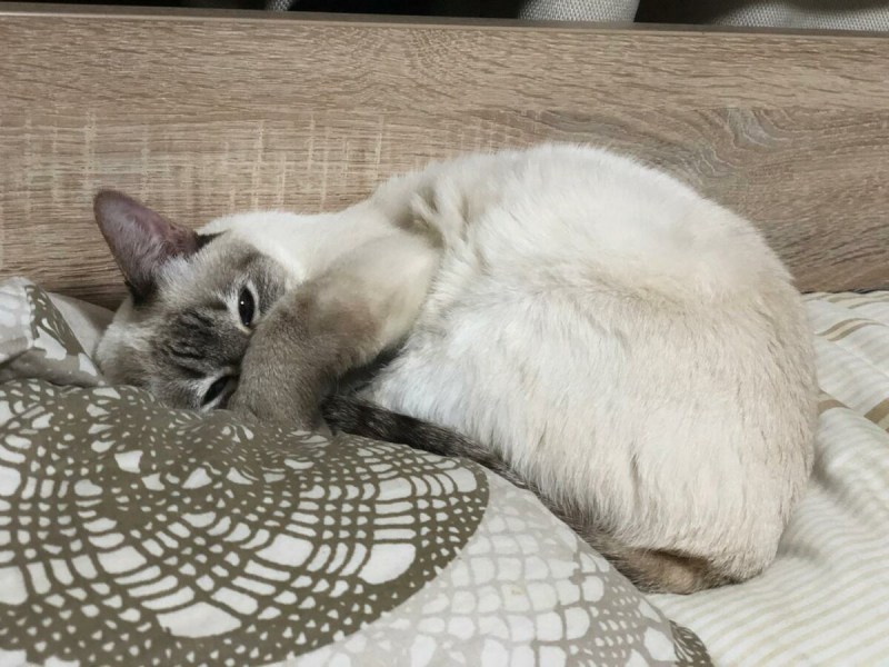 Кот спит на подушке
