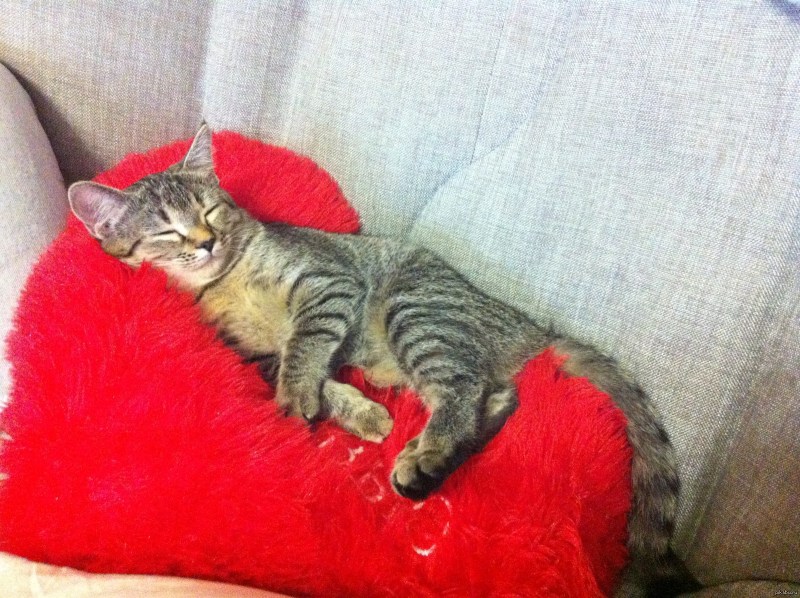 Котик спит на подушке