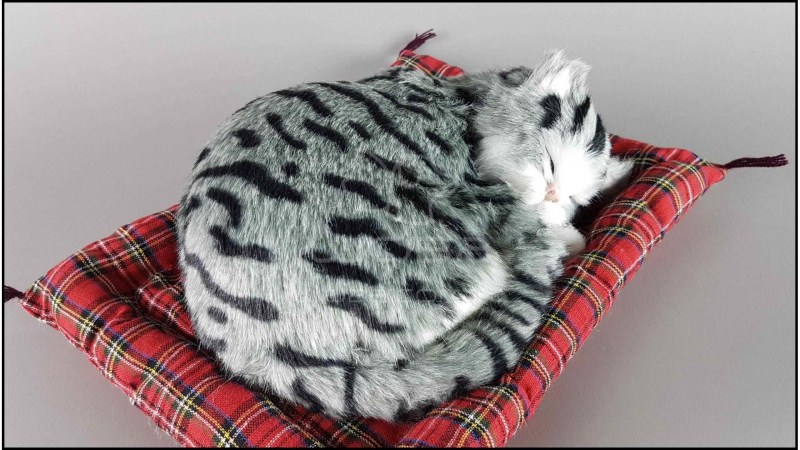 Кошка спит на подушке