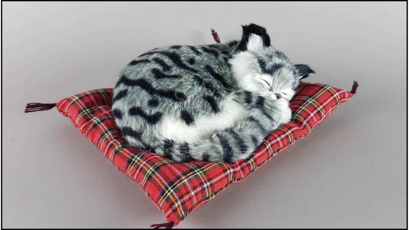 Спящий котик