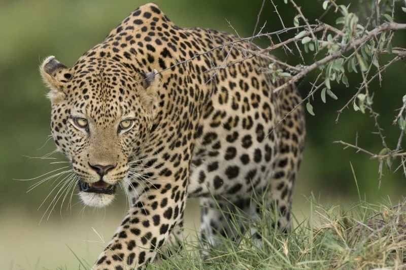 Леопард Panthera pardus фото
