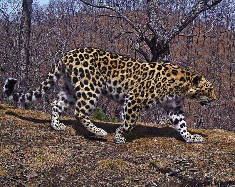 Лео леопард