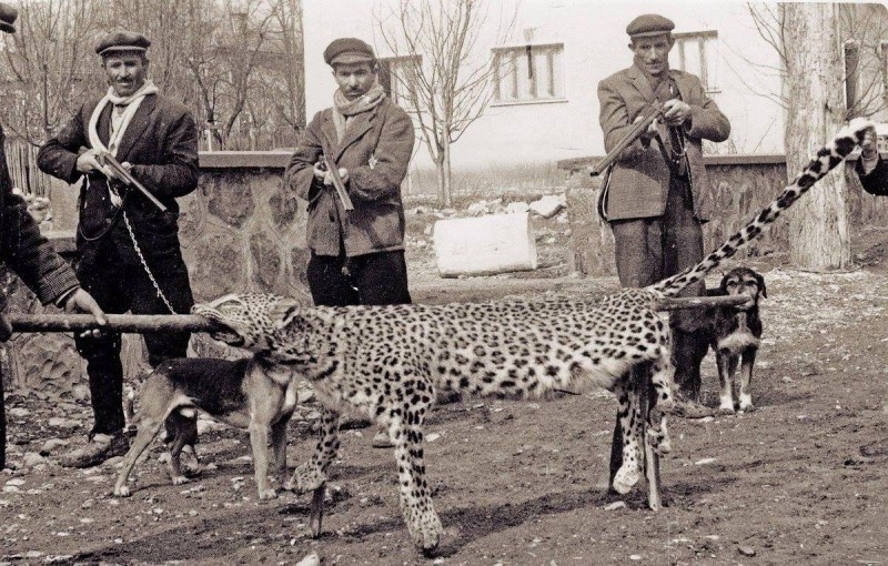 Калмыкский леопард