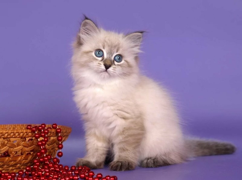 Невская маскарадная кошка фото