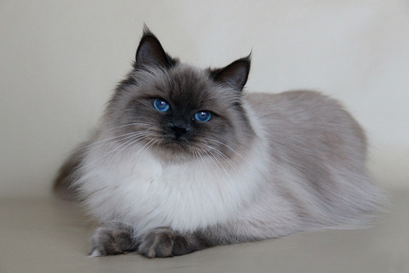 Невская маскарадная кот