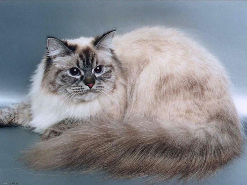 Невская маскарадная котята