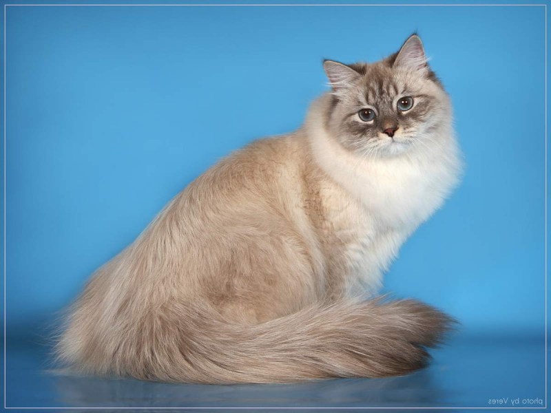 Невская маскарадная кошка