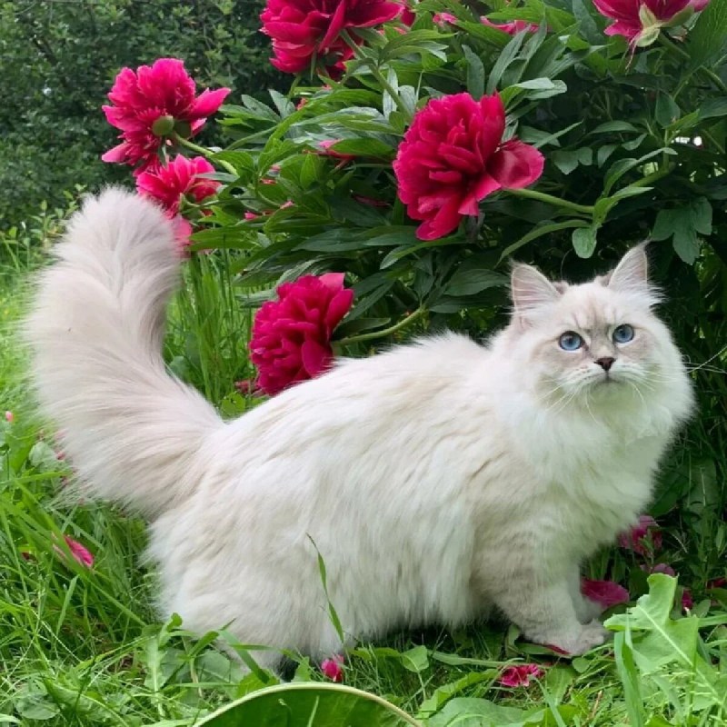Невская маскарадная кошка