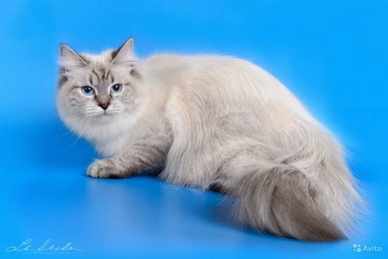 Коты породы Невская маскарадная