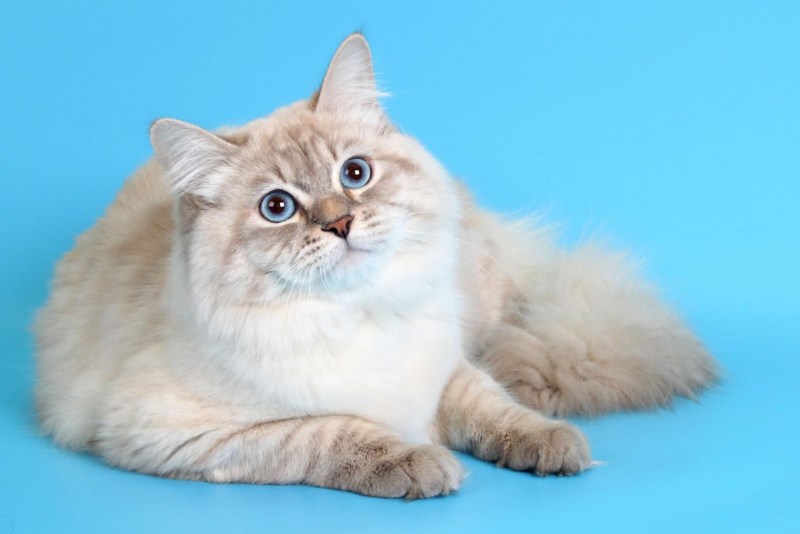 Невская маскарадная кошка