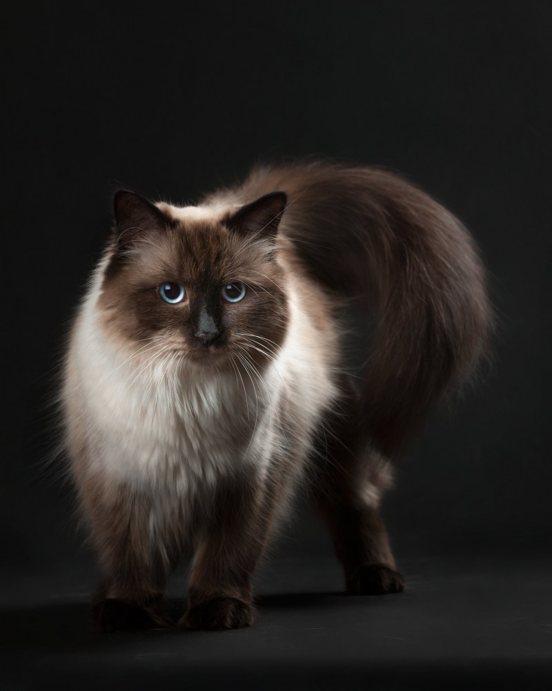 Невская маскарадная кот
