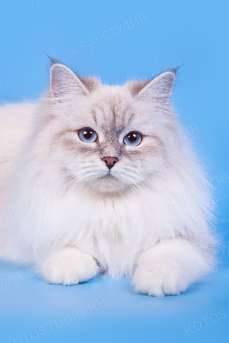 Невская маскарадная кот
