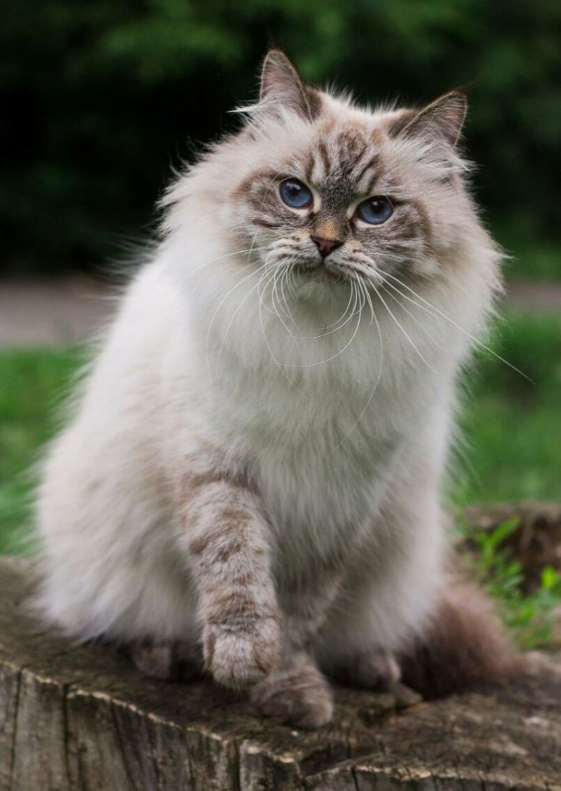 Невские маскарадные котята