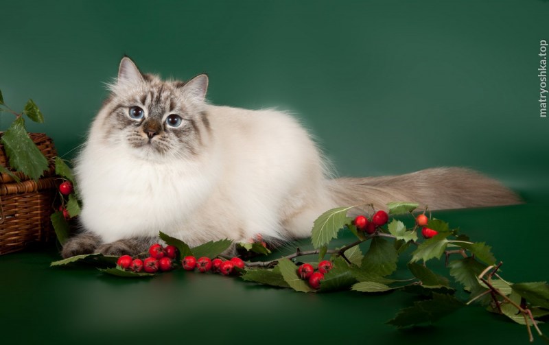 Сибирская Невская маскарадная кошка
