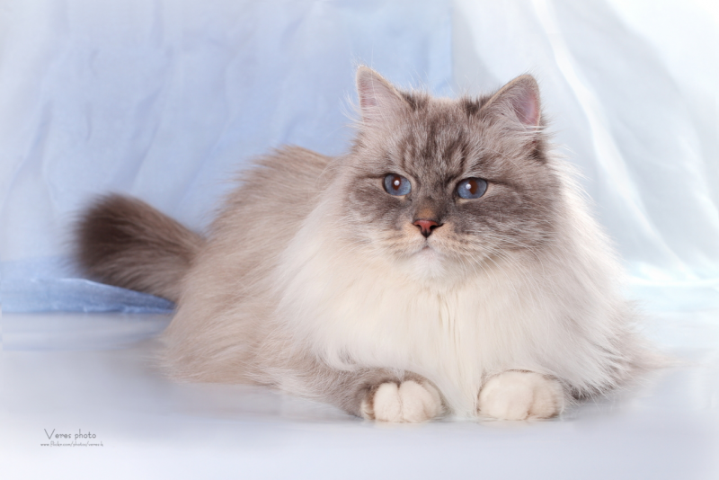 Коты породы Невская маскарадная