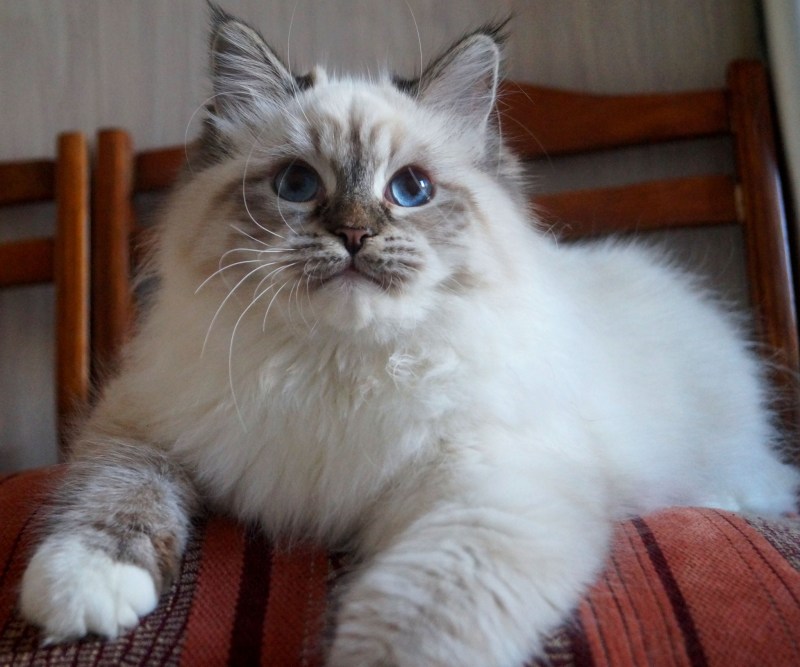 Невская маскарадная котята