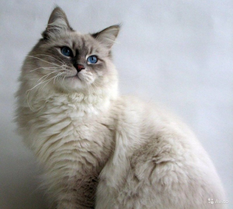 Невская маскарадная кошка