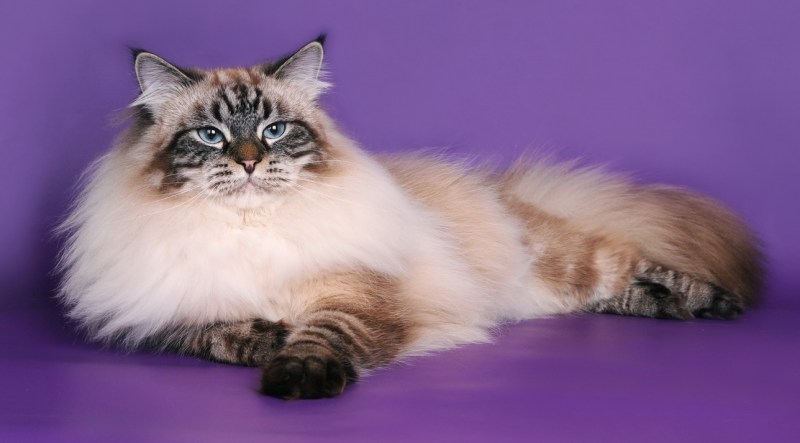 Невская маскарадная котята