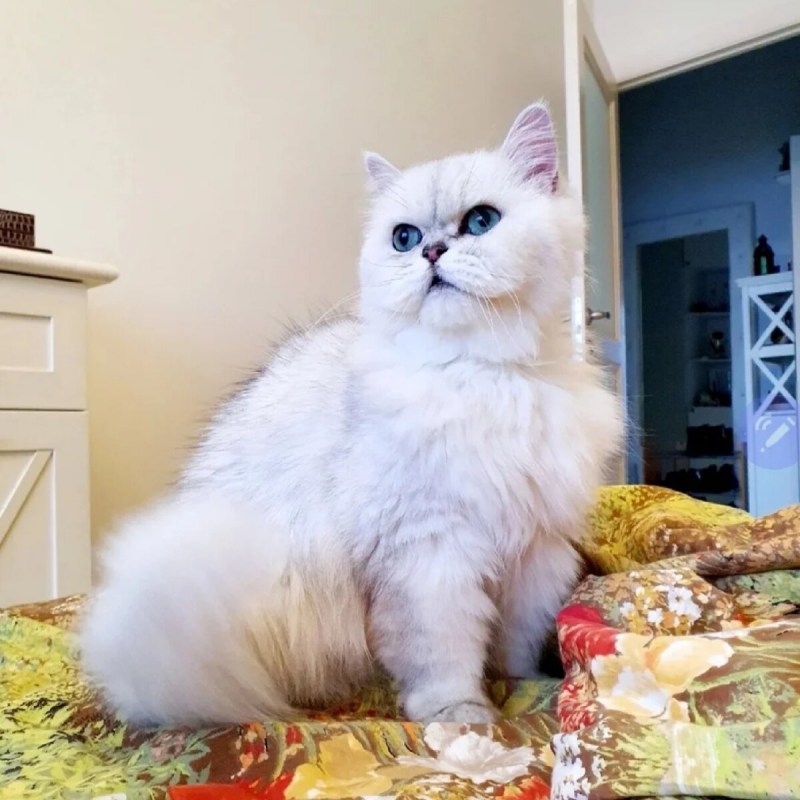 Персидская шиншилла белая